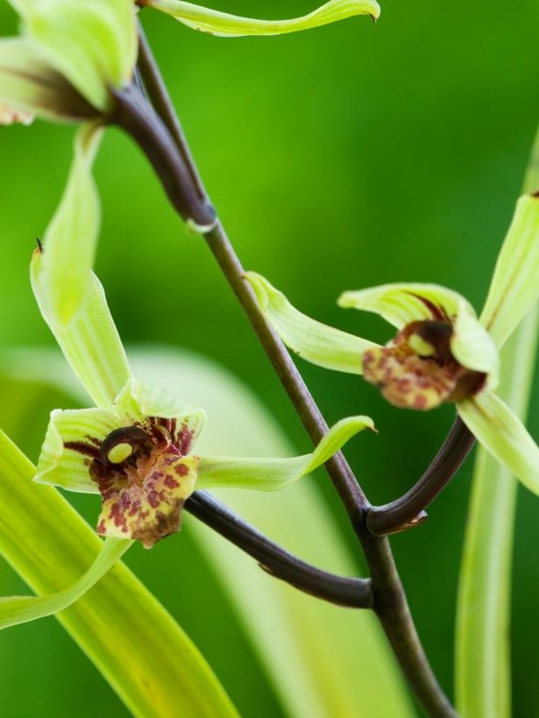 entretien-orchidées-Cymbidium-jaune-tigré