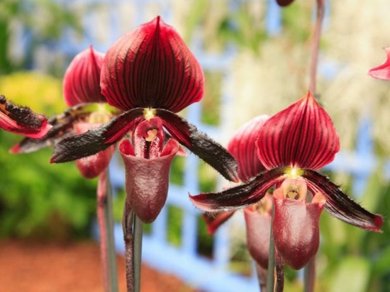entretien des orchidées Sabot-Venus-Paphiopedilum-Callosum