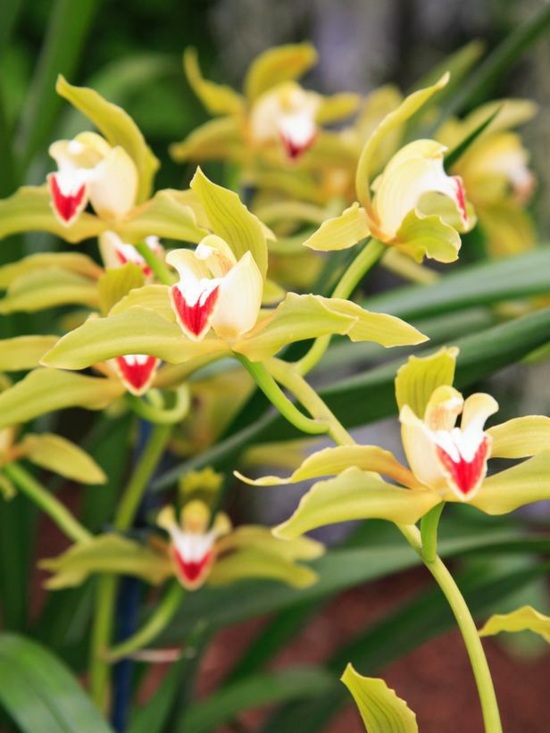 entretien des orchidées arrosage-rempotage-Cymbidium