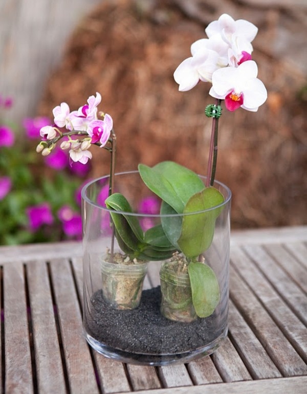 entretien-orchidées-composition-florale-deux-plantes
