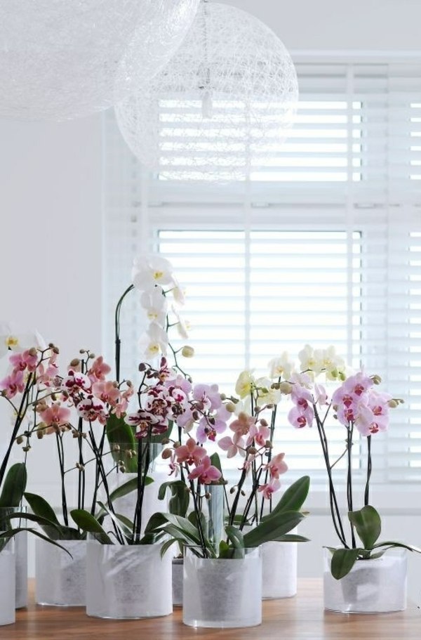 entretien des orchidées endroit-éclairé-sans-lumière-directe
