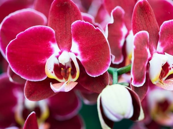 entretien des orchidées orchidée-Miltoniopsis-rose-fushia