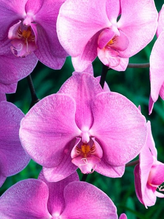 entretien des orchidées orchidée-phalaenopsis-lilas