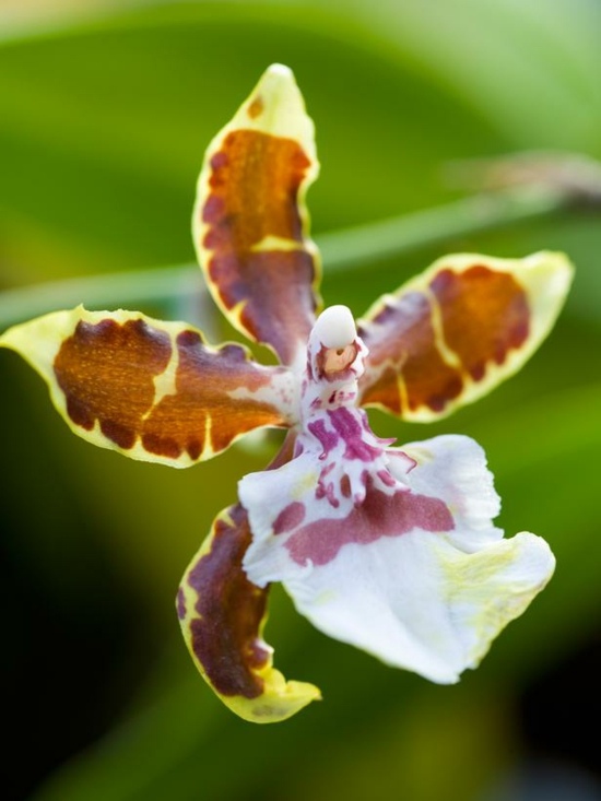 entretien des orchidées orchidée-tigrée-couleurs-supers