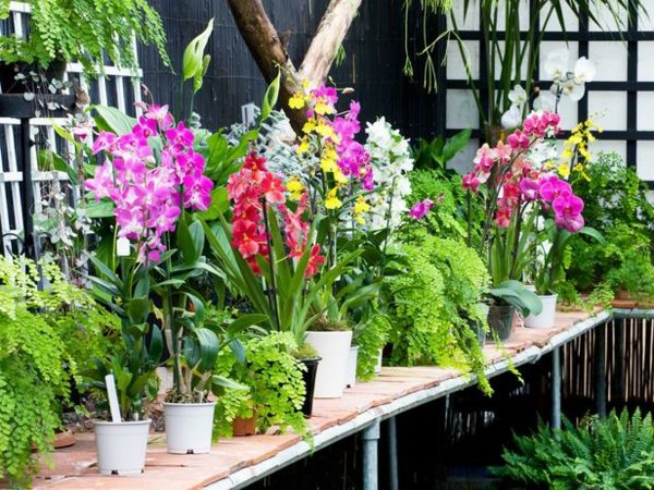 entretien des orchidées plusieurs-espèces-pots