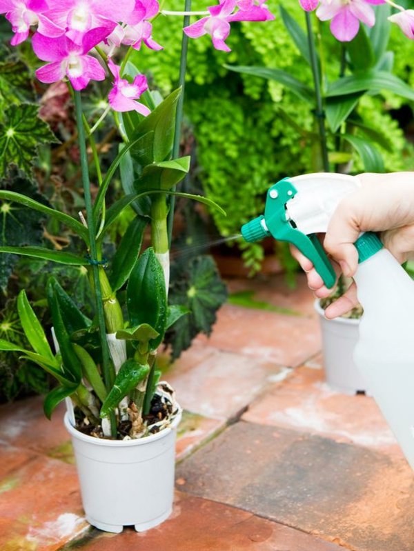 entretien des orchidées pulveriser-feuilles-eau