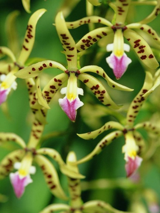 entretien des orchidées savoir-tout-plantes-tropicales