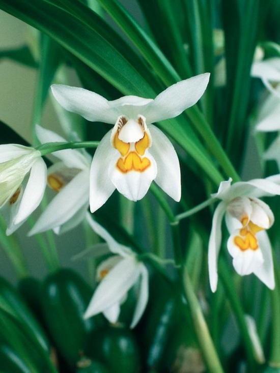 entretien des orchidées Coelogyne-sous-famille-Epidendroideae