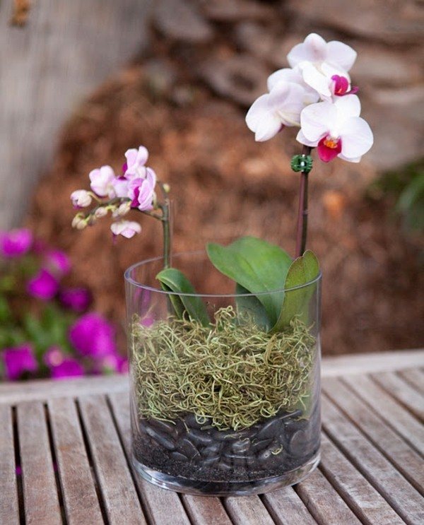 entretien-orchidées-comment-créer-composition-florale