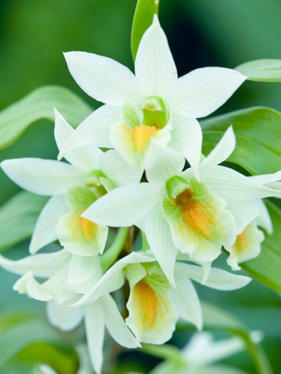 entretien dendrobium blanc - entretien dendrobium nobile