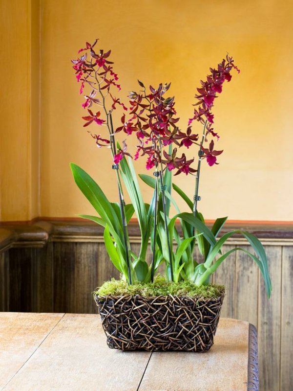 entretien des orchidées plantes-exotiques-tropicales