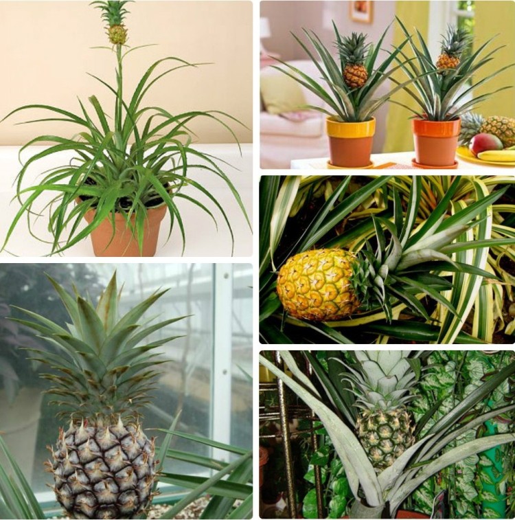 fruitier-pot-ananas-pots-argile-décorer-intérieur-terrasse-balcon