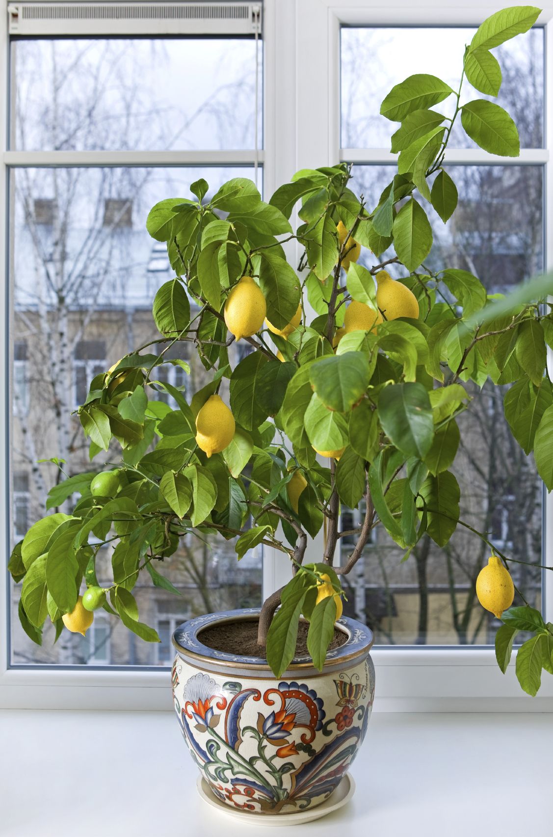fruitier-pot-céramique-vernissée-motifs-exotiques-citronnier