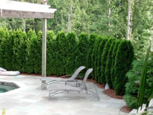 haie-jardin-thuya-canada