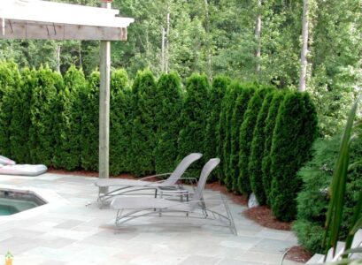haie-jardin-thuya-canada