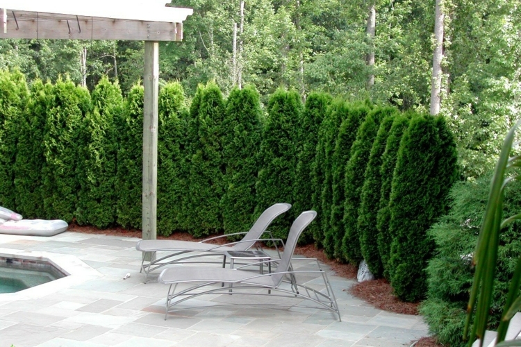 haie-jardin-thuya-canada