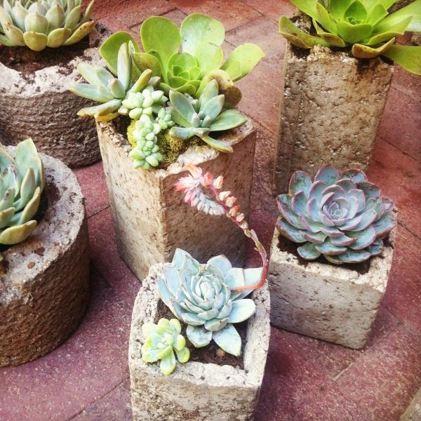 idée-déco-jardiniere-beton-forme-originale-plantes-succulantes