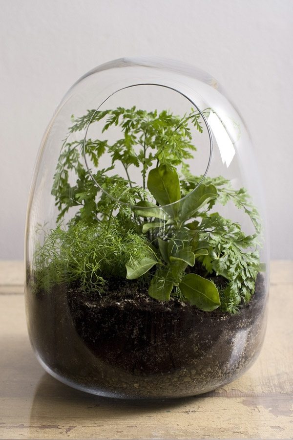 idée-déco-terrarium-mini-jardin-plantes-mini-jardin