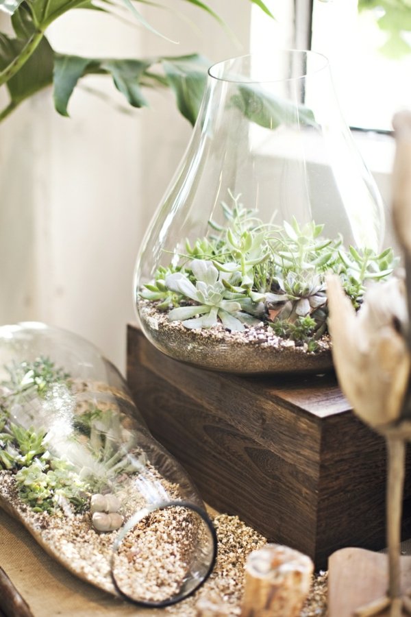idée-déco-terrarium-mini-jardin-plantes-succulantes