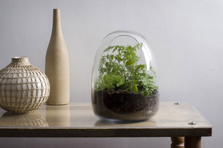 idée déco terrarium-mini-jardin-plantes