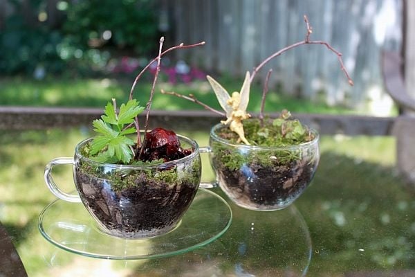 idée-déco-terrarium-mini-jardin-verre-glace-plantes-mousse