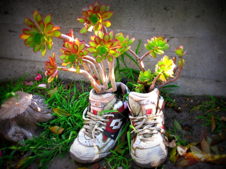idée-jardin-pot-chaussures-baskets-plantes-succulentes