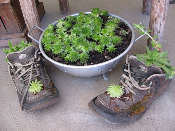 idée-jardin-pot-chaussures-baskets-succulentes