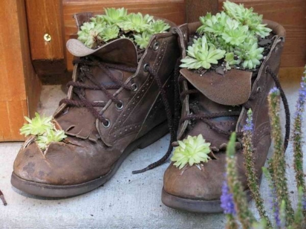 idée-jardin-pot-chaussures-homme-succulentes