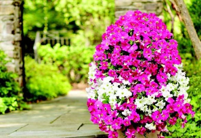 idee-deco-jardin-terrasse-tour-fleurs-petunias