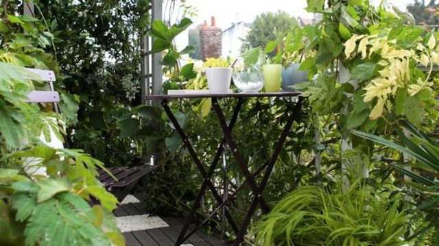 idée déco plante-d`hiver-balcon-plantes-grimpantes