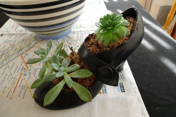 idée-jardin-pot-chaussures-talon-noire-succulentes