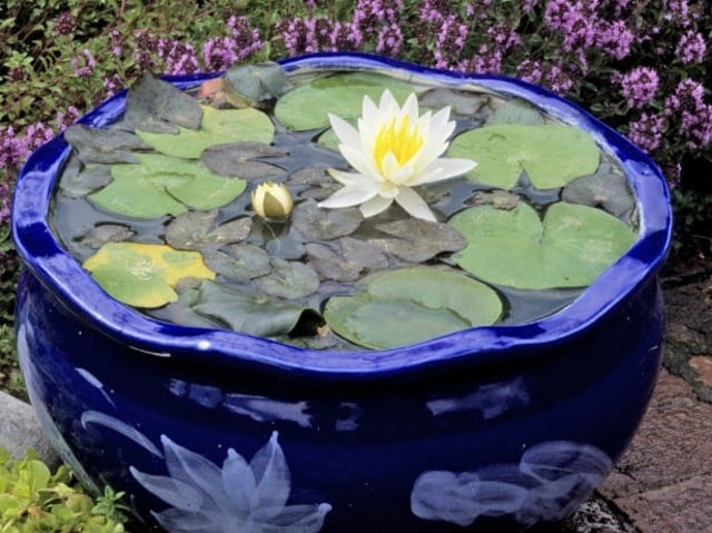 jardin aquatique en pot céramique-bleu-nénuphar-blanc