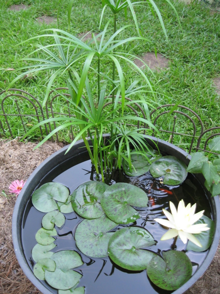 jardin aquatique en pot nénuphar-blanc-plantes-aqautiques