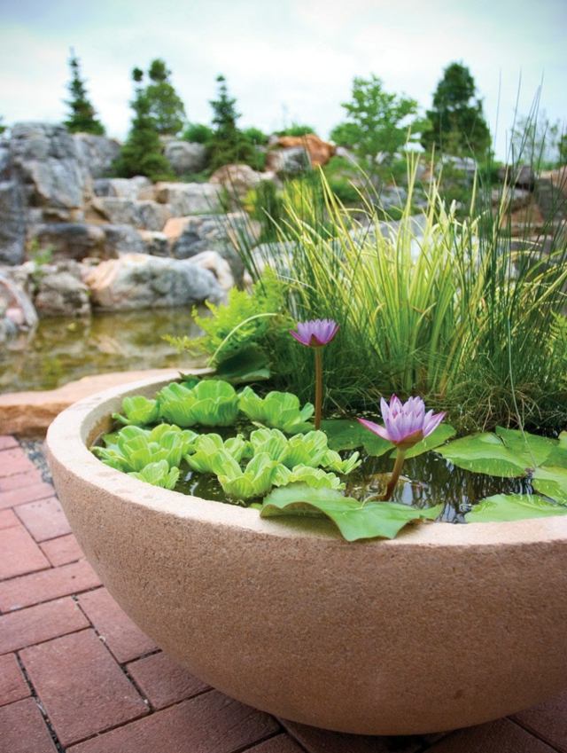 jardin aquatique en pot nénuphars-herbes-vasque-pierre