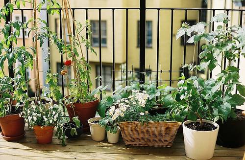 jardin-herbes-aromatiques-balcon-pots-panier