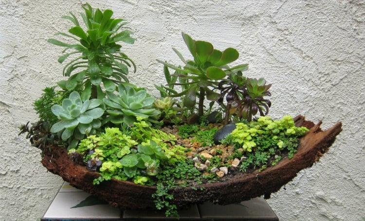 jardin-miniature-plantes-succulentes-naines-croute-arbre