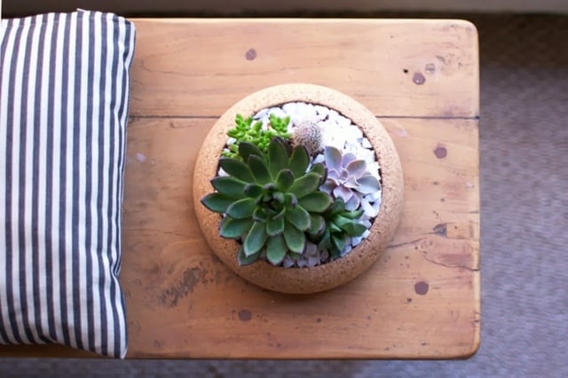 jardin-miniature pots pour plantes succulentes liège