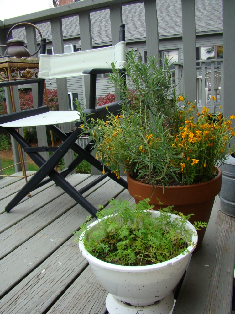 jardin-plantes-aromatiques-pots-blacon-ville