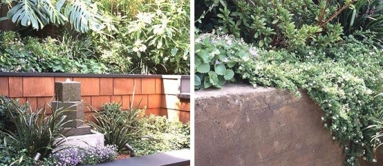 petit-jardin-amenagement-plantes-grimpantes