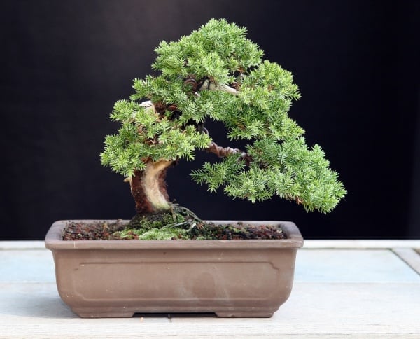 plante d'intérieur  bonsai-pot-rectangulaire