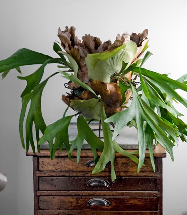plante d'intérieur idee-deco-table-chevet