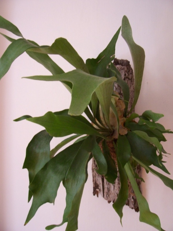 plante d'intérieur  mur-maison-deco-superbe