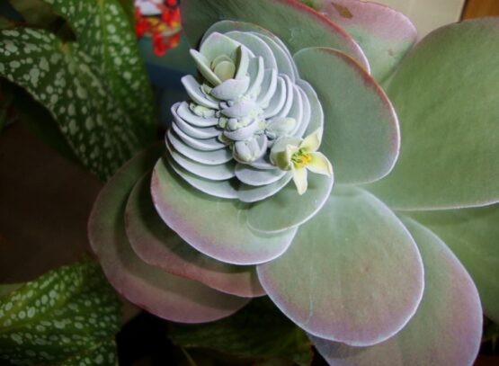 plante-d'intérieur-plante-succulante-floraison