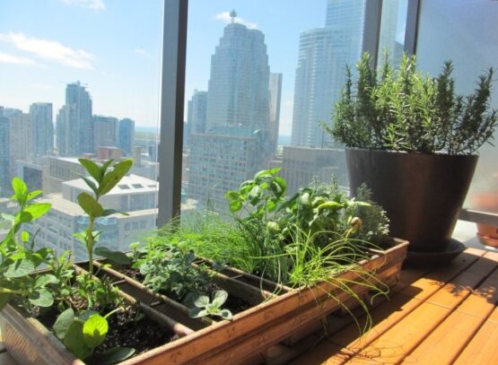plantes aromatiques bac-bois-pots-balcon-grande-ville