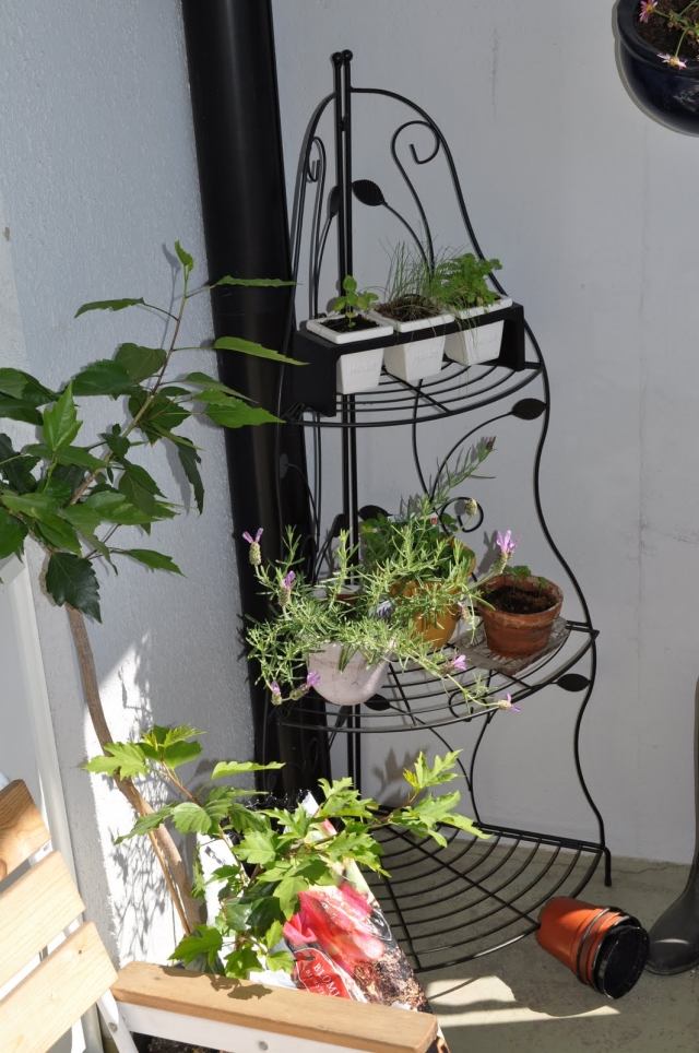 plantes aromatiques balcon-basilic-lavande