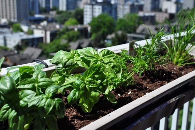 Plantes aromatiques au balcon comment cultiver les herbes? Inspiration Balcon Maison