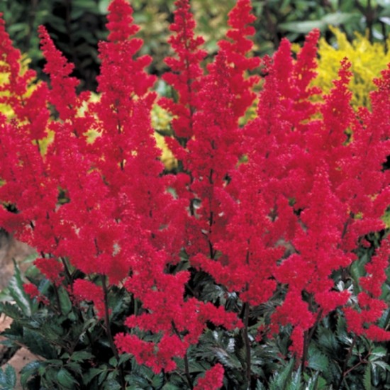 plantes-balcon-astilbe-fleurs-rouges