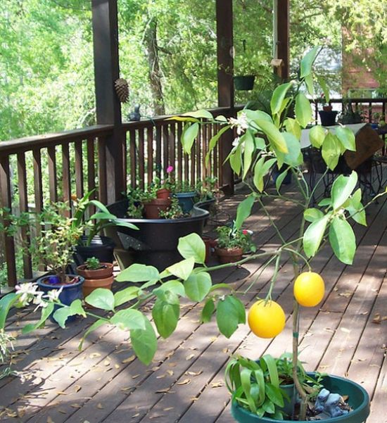 plantes-balcon-citron-pot plantes balcon