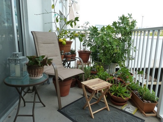 plantes-balcon-citronier-plantes