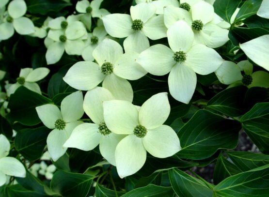plantes-balcon-fleurs-blanches-cournouiller